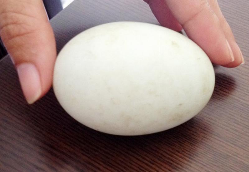 Chọn trứng gà ấp chất lượng