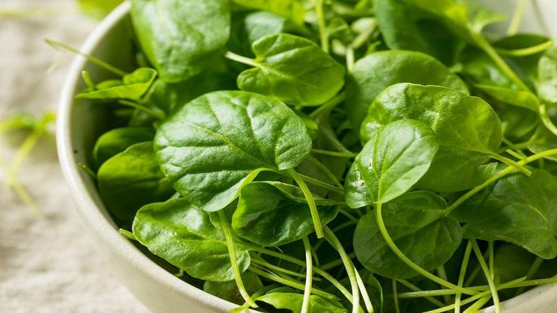 Công dụng của rau xà lách xoong đối với sức khỏe
