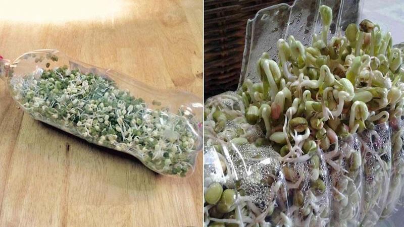 Các bước trồng giá đơn giản tại nhà
