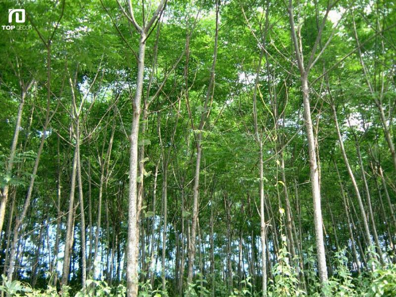 Đặc điểm nhận dạng cây xoan đào