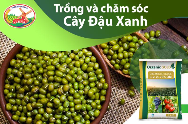 Chăm sóc cây đậu xanh