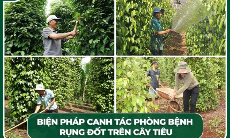 Nhận diện sớm các dấu hiệu sâu bệnh hại trên lá cây lan kiếm để xử lý kịp thời