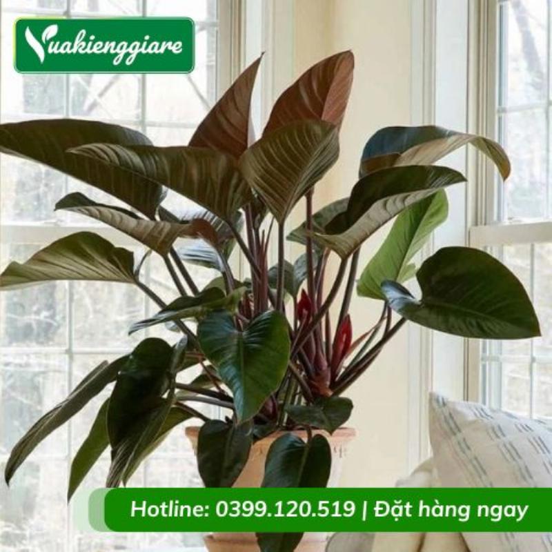 Cây Trầu Bà Đế Vương Đỏ được đặt trên bàn làm việc trong không gian văn phòng hiện đại, thể hiện sự quyền lực và may mắn cho sự nghiệp