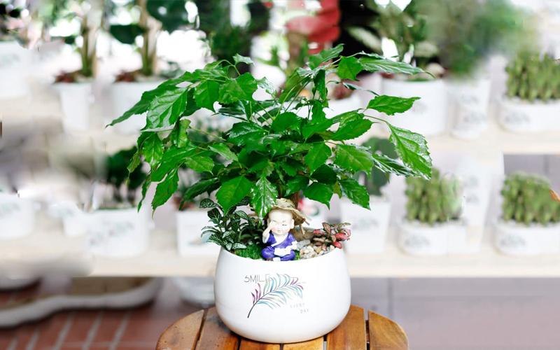Hướng dẫn cách tưới nước đúng cách cho cây hạnh phúc giúp cây phát triển khỏe mạnh, xanh tươi