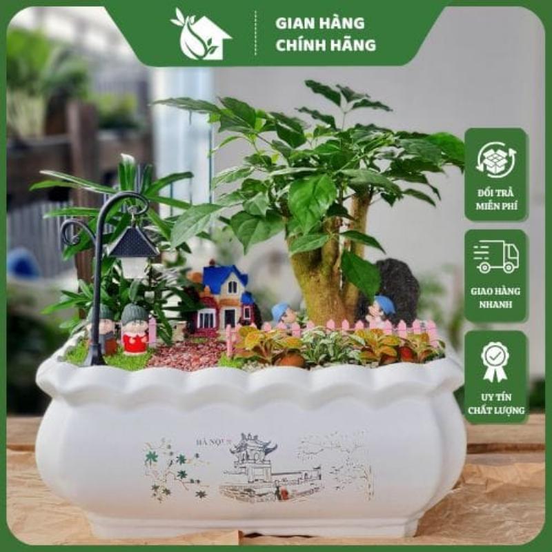 Cách phòng trừ sâu bệnh cho cây hạnh phúc giúp cây khỏe mạnh, lá xanh mướt