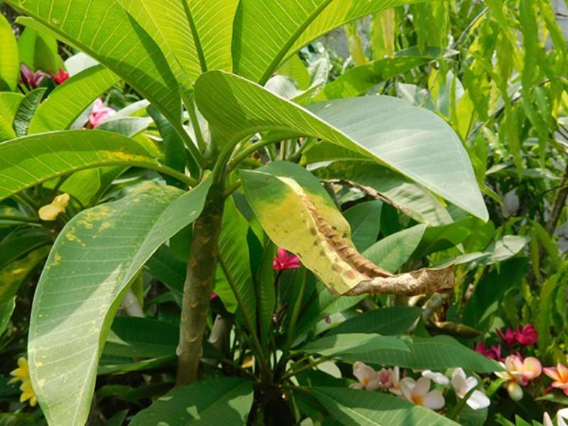 Giải quyết những vấn đề thường gặp khi chăm sóc cây hạnh phúc, lá vàng, sâu bệnh