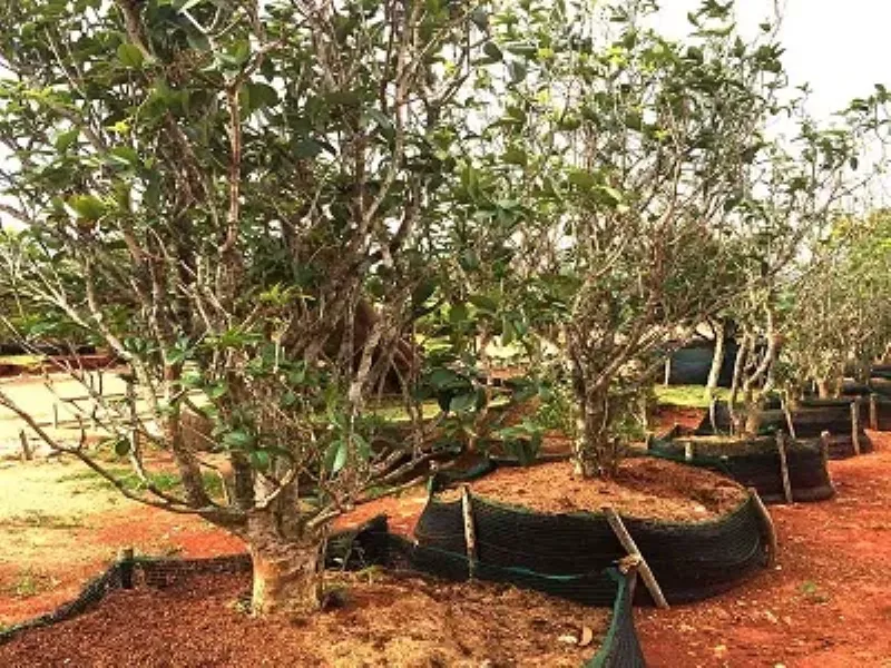 Phân loại các loại cây mộc hương phổ biến: Mộc hương Ấn Độ (dược liệu), Mộc hương Ta, Mộc hương cảnh