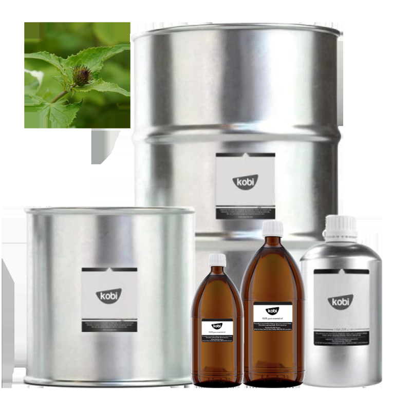 Hình ảnh rễ Mộc hương Ấn Độ Saussurea costus - bộ phận dược liệu quý với nhiều công dụng hỗ trợ tiêu hóa và giảm đau
