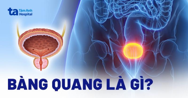 Bàng quang và các bộ phận liên quan trong hệ tiết niệu