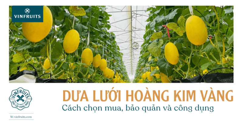 Cách Chọn Và Bảo Quản Dưa Lưới Hoàng Kim