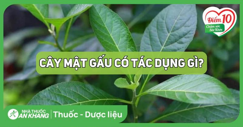 Cây mật gấu và sức khỏe