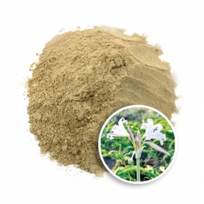 Chọn lá trinh nữ hoàng cung tươi chất lượng
