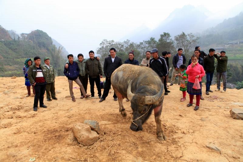 Hình ảnh Con Trâu trong 12 Con Giáp