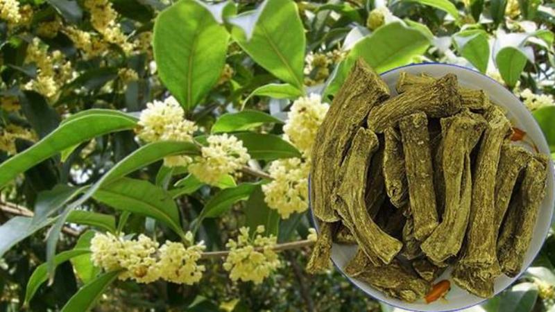 Công dụng hoa mộc hương