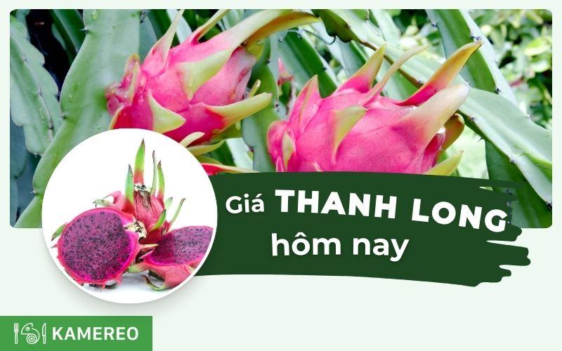 Giá thanh long hôm nay tại vườn