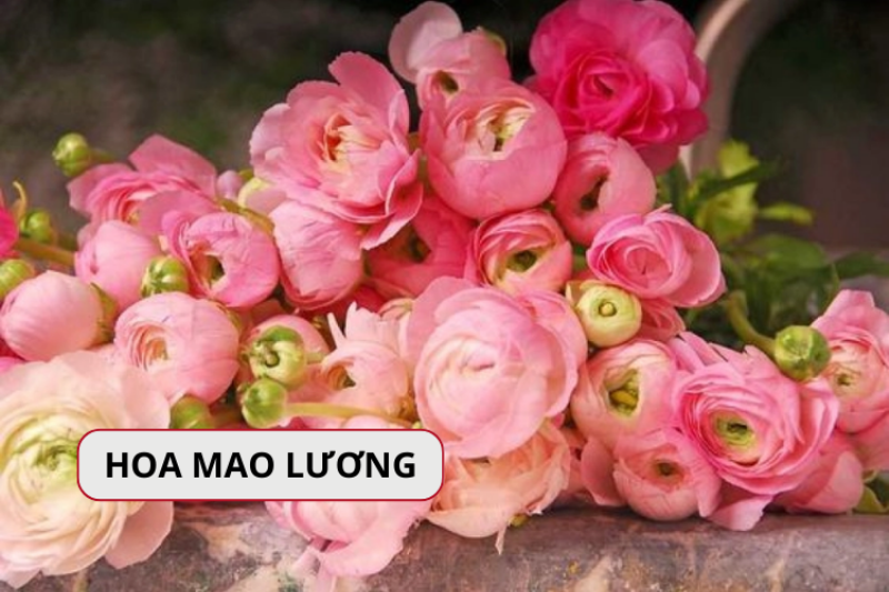 Hoa Mao Lương Ý Nghĩa Tình Yêu