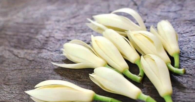 Hoa ngọc lan làm dược liệu
