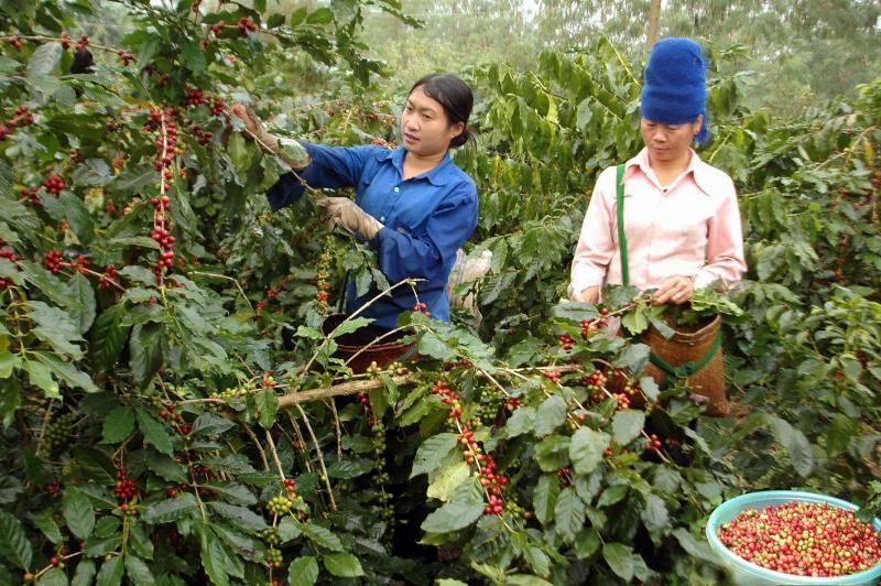 anh-huong-cua-khi-hau-va-tho-nuong-den-chat-luong-ca-phe