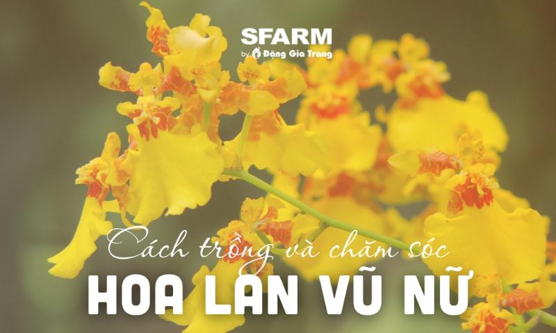dieu-kien-sinh-truong-ly-tuong-cho-lan-vu-nu