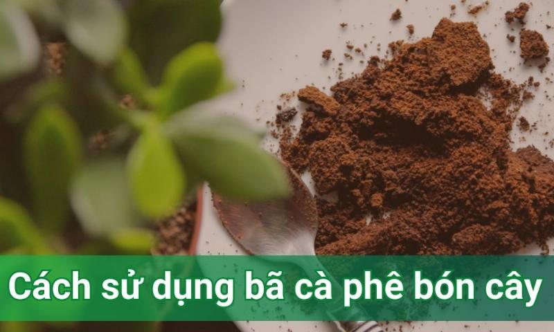 Bã cà phê trong chăm sóc cây trồng