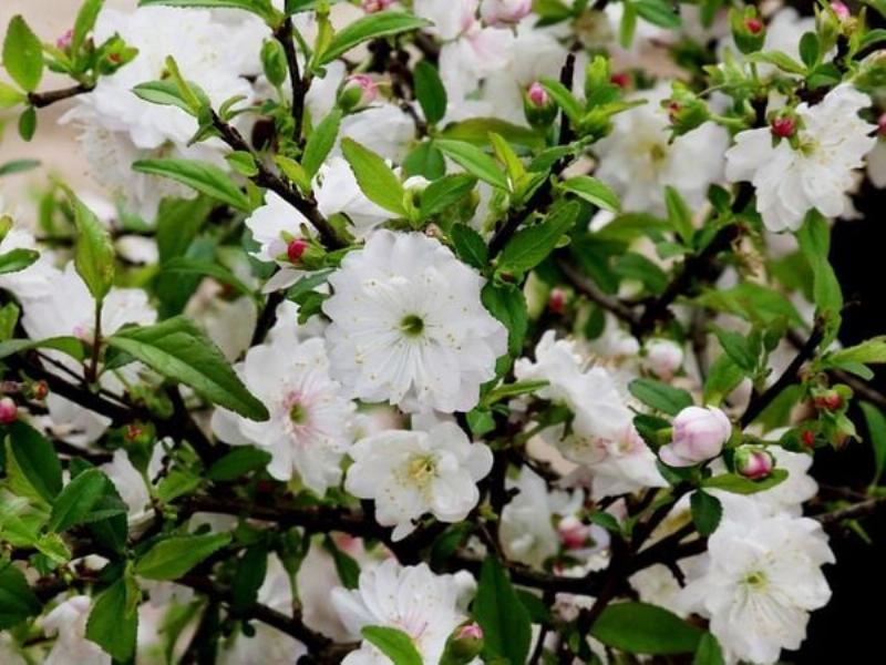 hinh-anh-cach-bao-quan-hoa-nhat-chi-mai-hieu-qua