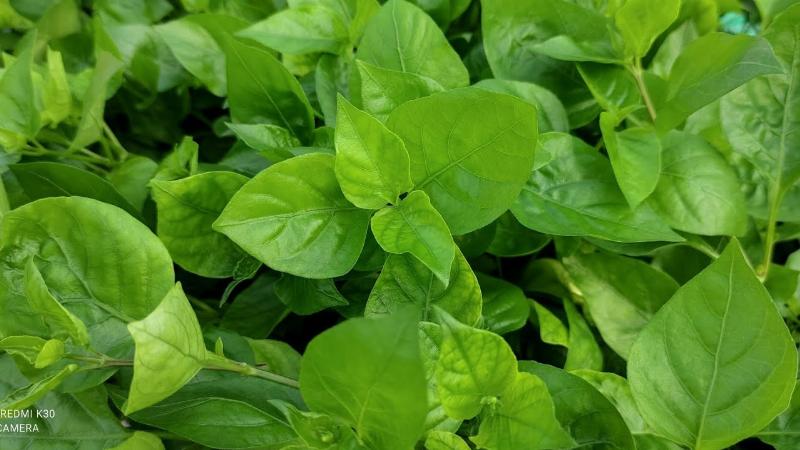 Bảo quản rau ngót Nhật hiệu quả