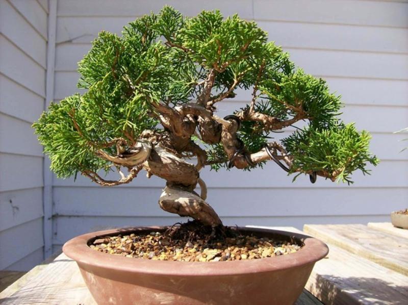 hinh-anh-bonsai-dep-nho-xinh