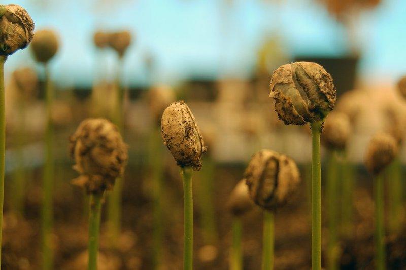 hinh-anh-cac-giong-ca-phe-arabica-robusta-va-cac-giong-khac