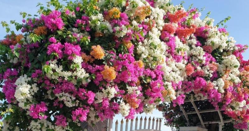 Các loại hoa giấy phổ biến