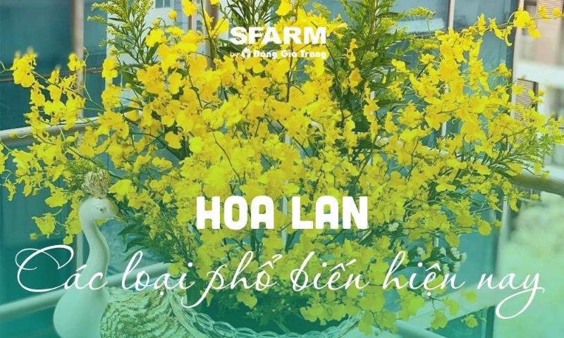 Hình ảnh các loại lan dễ trồng phổ biến cho người mới bắt đầu chơi lan