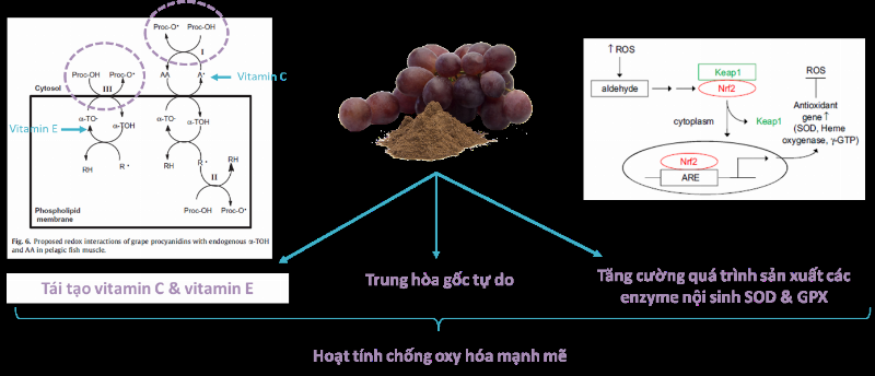 Minh họa các thiết bị phổ biến trong phòng thí nghiệm và nhà máy dùng để chiết xuất hoạt chất từ thực vật cho gia công thực phẩm bảo vệ sức khỏe