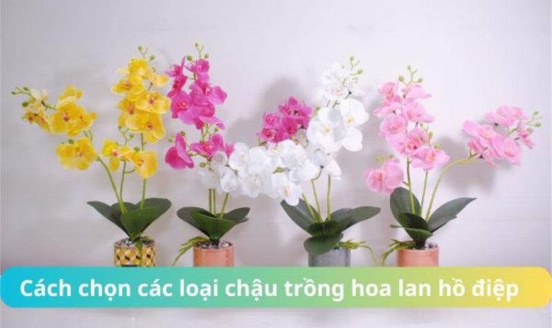 Cách chọn chậu sứ trồng lan chất lượng
