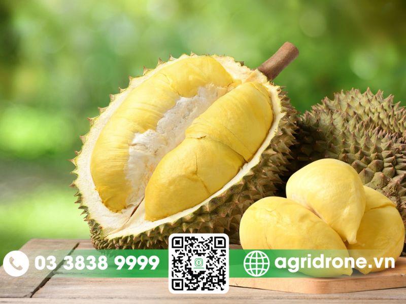 Hướng dẫn chi tiết cách chọn sầu riêng thái ngon, nhận biết qua màu sắc, mùi hương và âm thanh khi gõ