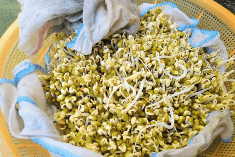 Nguyên liệu làm giá đỗ tại nhà