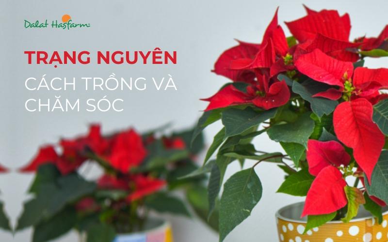 huong-dan-trong-va-cham-soc-cay-trang-nguyen-hieu-qua