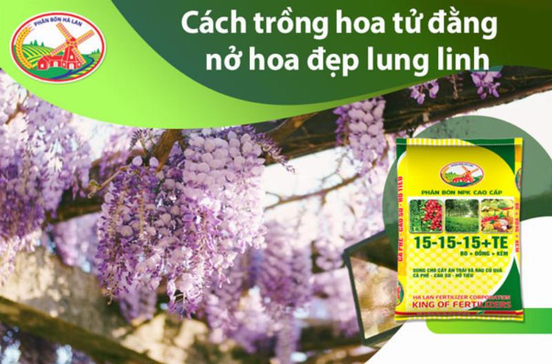 huong-dan-trong-va-cham-soc-hoa-tu-dang