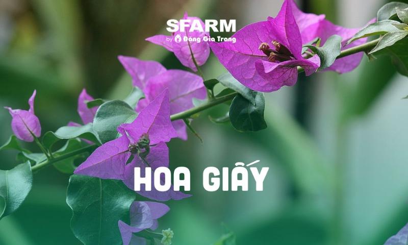 huong-dan-chi-tiet-cach-trong-va-cham-soc-hoa-giay