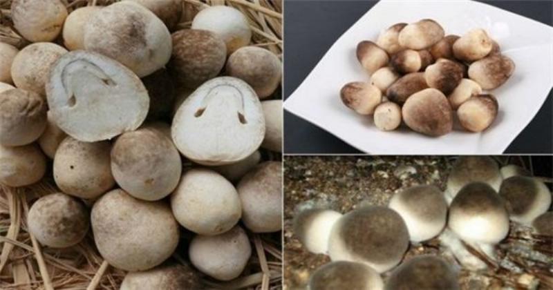 Cơ chất rơm rạ hoặc bông gòn đã được xử lý và ủ nóng sẵn sàng cho bước cấy giống nấm rơm tại nhà