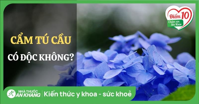 Cây cẩm tú cầu trong y học cổ truyền