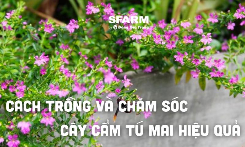 san-pham-cam-tu-mai-cac-loai