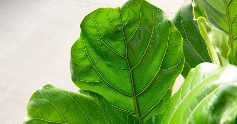 Ảnh minh họa cây bàng singapore đẹp hút hồn để trong nhà