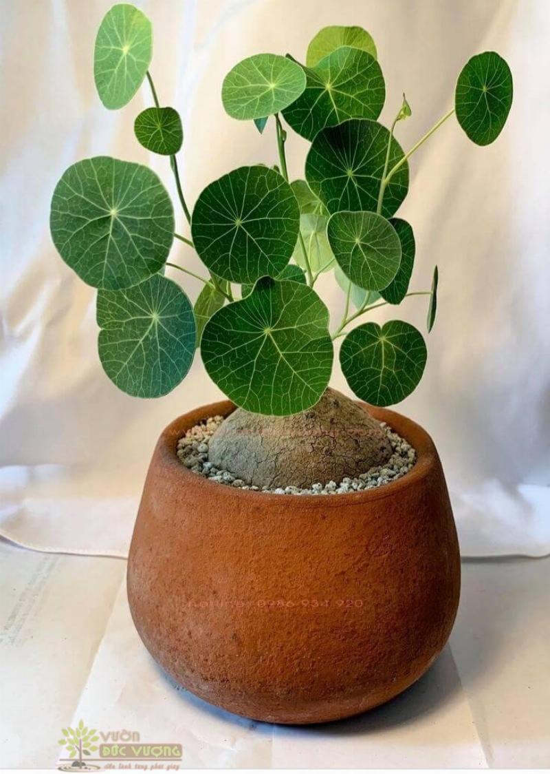 hinh-anh-cay-binh-voi-trong-vuon