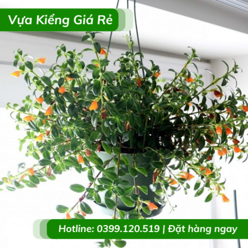Hình Dáng Đặc Biệt Của Cây Cá Vàng