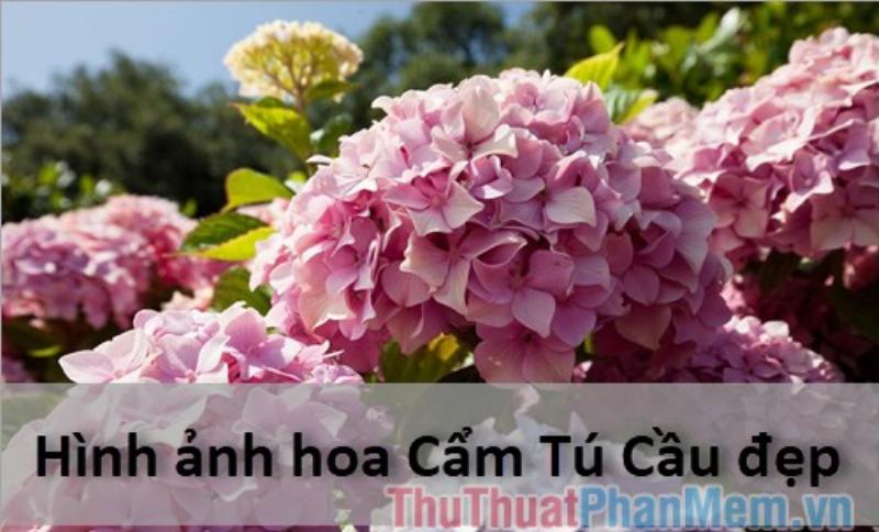 Hình ảnh cây cẩm tú cầu đẹp rực rỡ