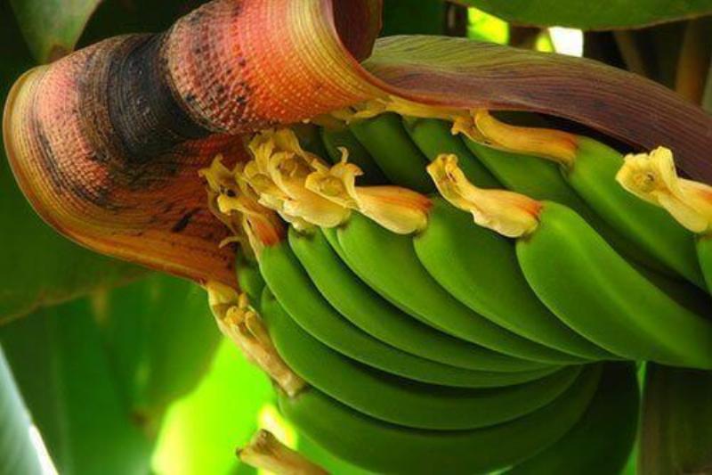 trai-nghiem-trong-cay-chuoi-kie-trong-nha