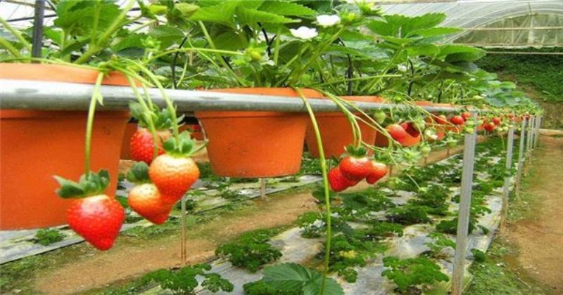 Hình ảnh minh họa cây dâu tây mới trồng trong chậu đất tơi xốp, lá xanh tốt, mọng nước
