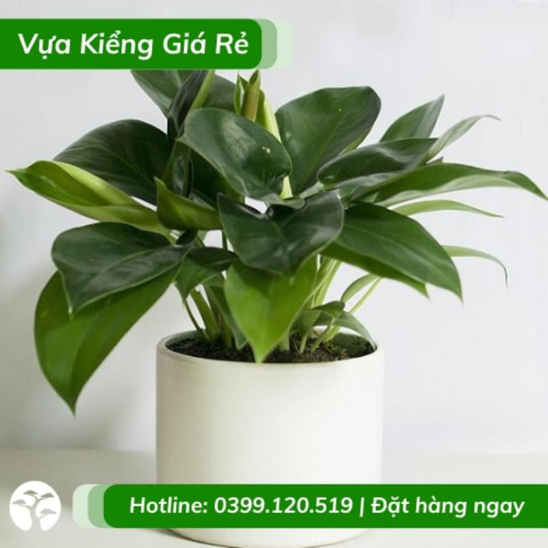 quy-trinh-gia-cong-cay-de-vuong-xanh