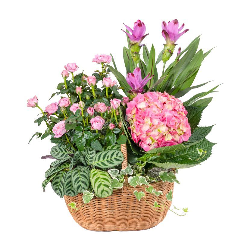 Một chậu cây đuôi công với bộ lá nhiều màu sắc và vân đặc trưng, thể hiện vẻ đẹp trang trí của loài cây này