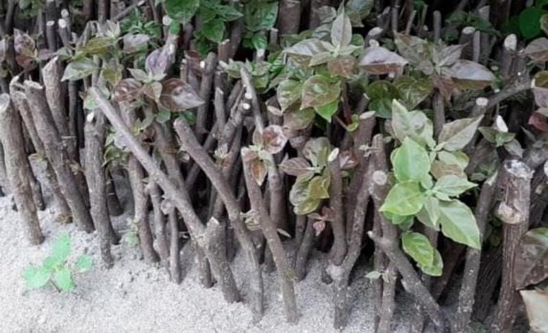 Hình ảnh cành giâm đã ra rễ khỏe mạnh sau khi được xử lý bằng thuốc kích rễ