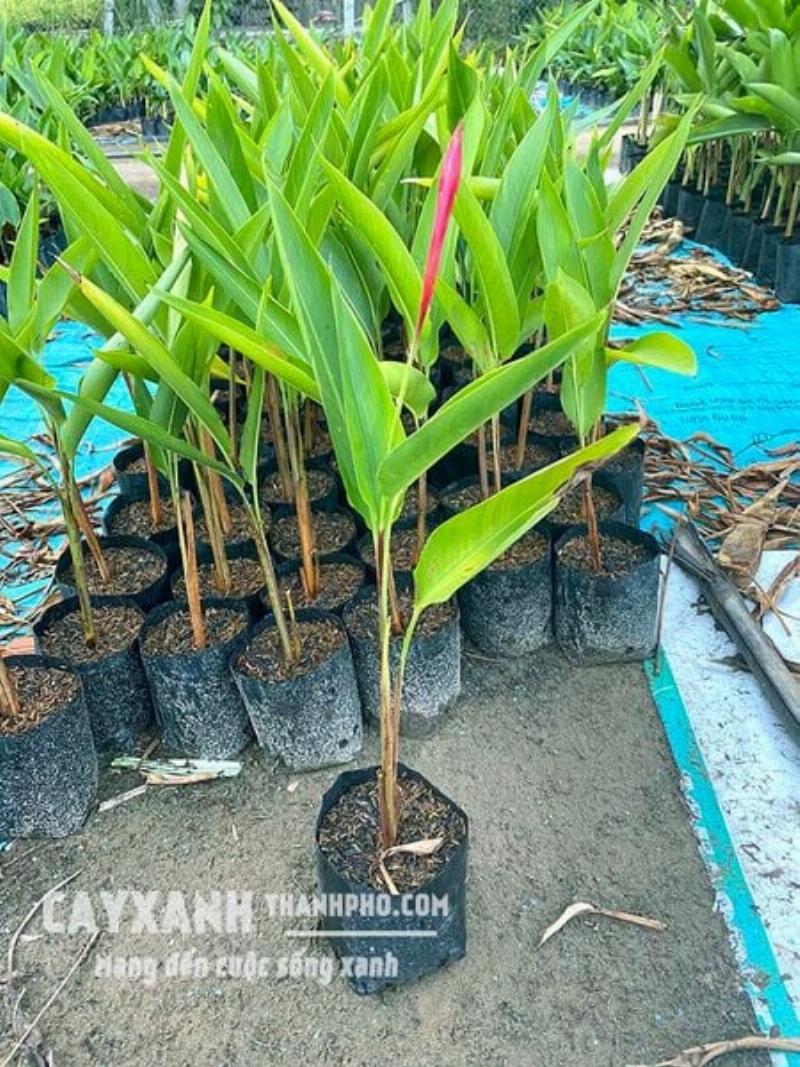 Cây hoa Thiên Điểu mọc trong bồn cảnh quan nhiệt đới, lá xanh đậm và bông hoa cam vàng rực rỡ, thể hiện sự sống động.